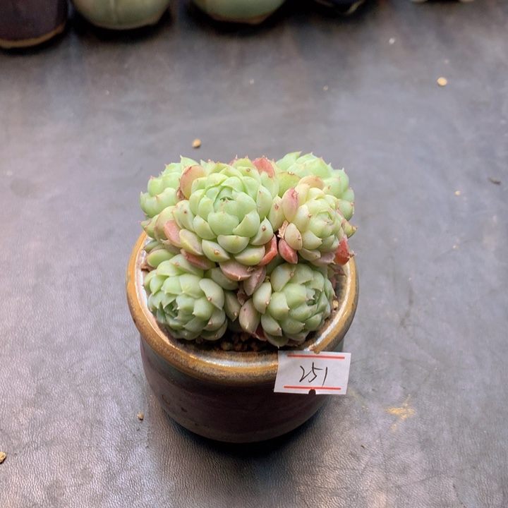 一物一拍满30包邮 251