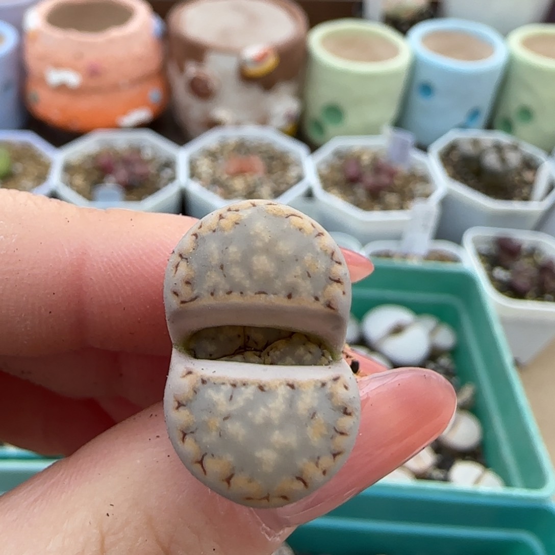 2.13。饼干。8002 特特特