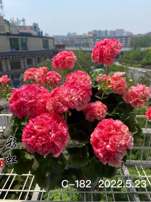 直立重瓣天竺葵c-182