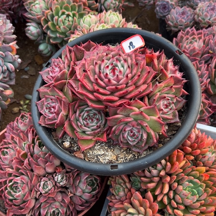 精品多肉植物老桩杂交