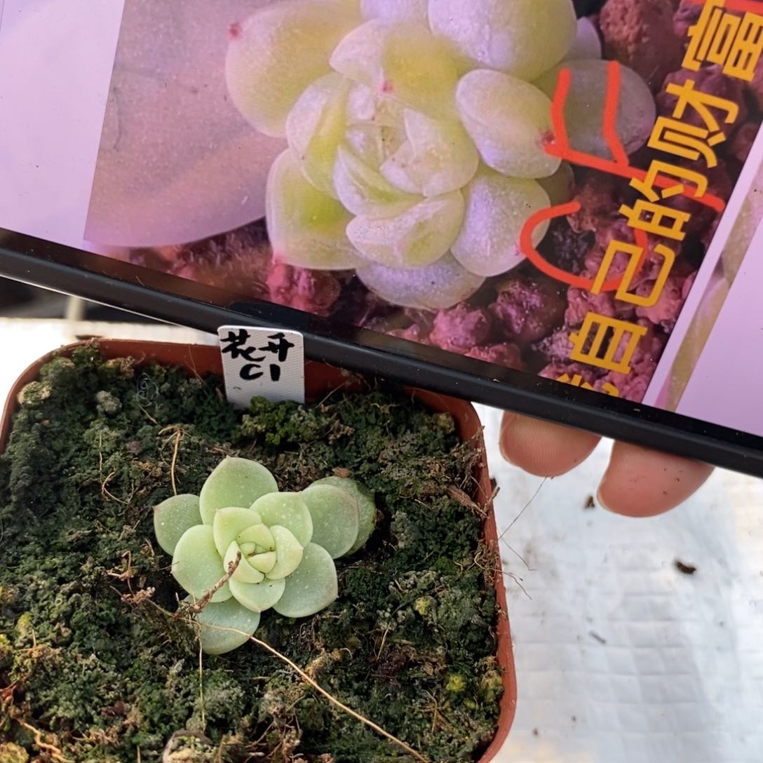 标签77花开财富1一个多肉