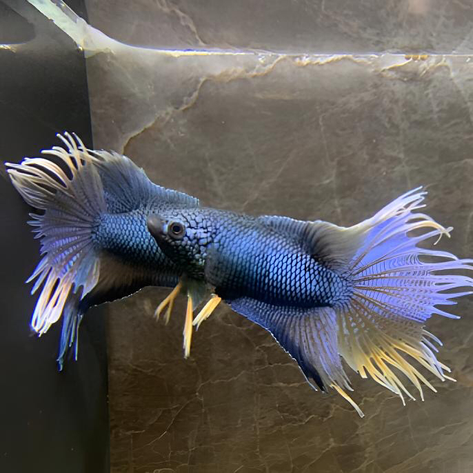 中国斗鱼 改良品种颜色艳丽 广温淡水 无需打氧 皮实耐养 