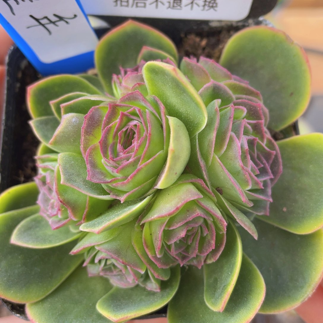 堇年玫瑰一物一拍y545