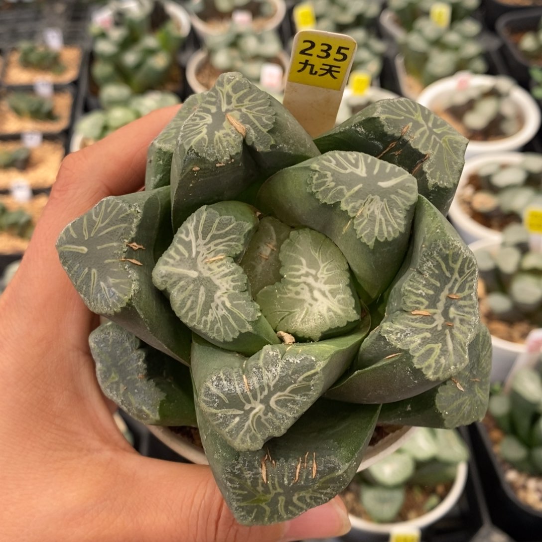 235号花菱万象母本带盆