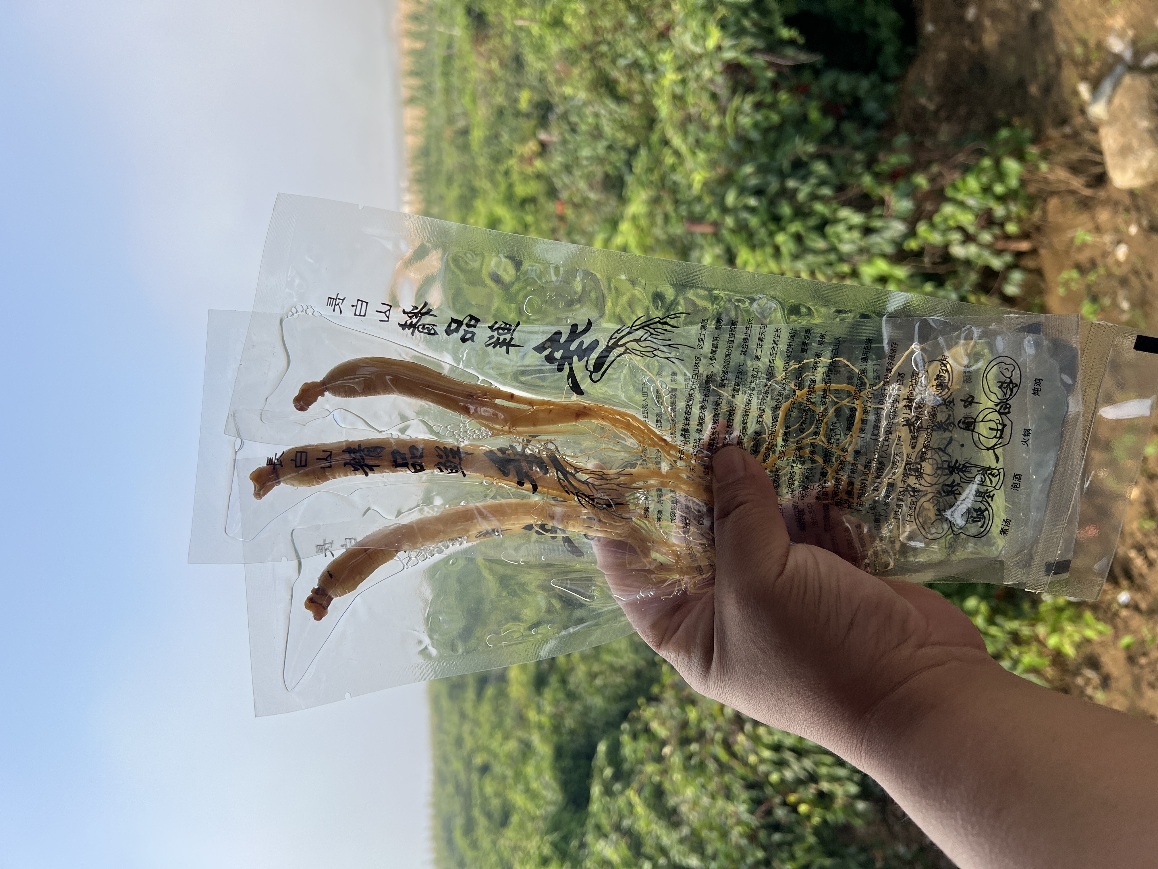 人参保鲜参
