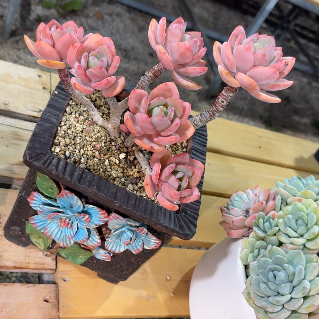 和***玉白月光多肉植物链接