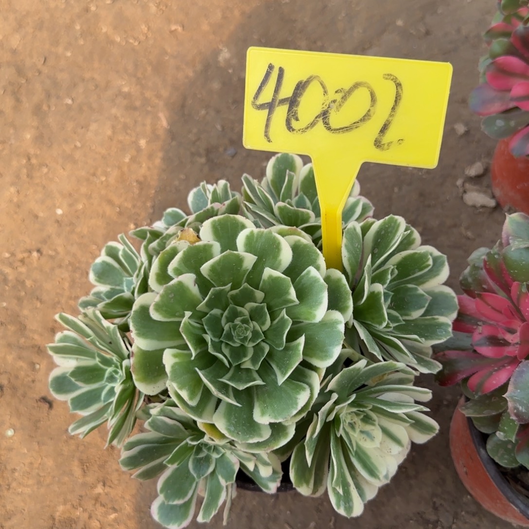 4002---多头多肉植物