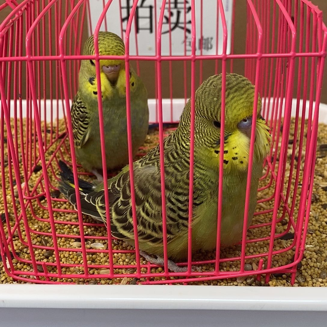 虎皮鹦鹉大头虎皮