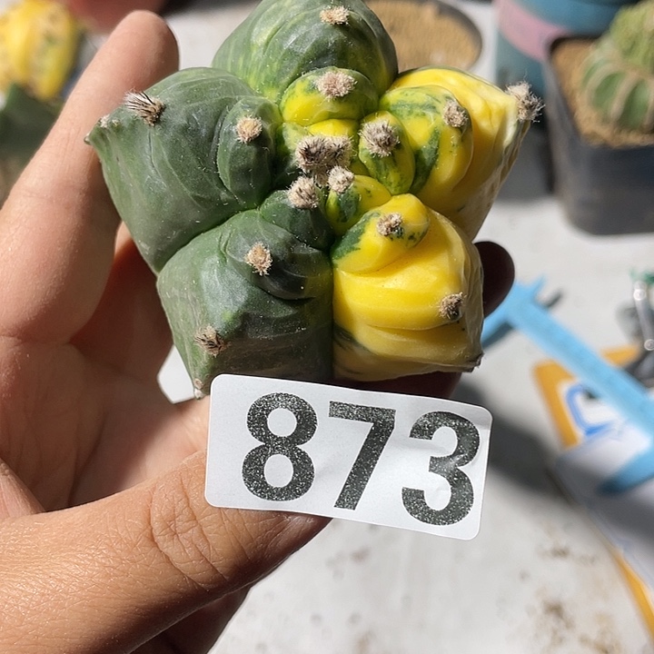 三角嫁接鸾凤御景873号