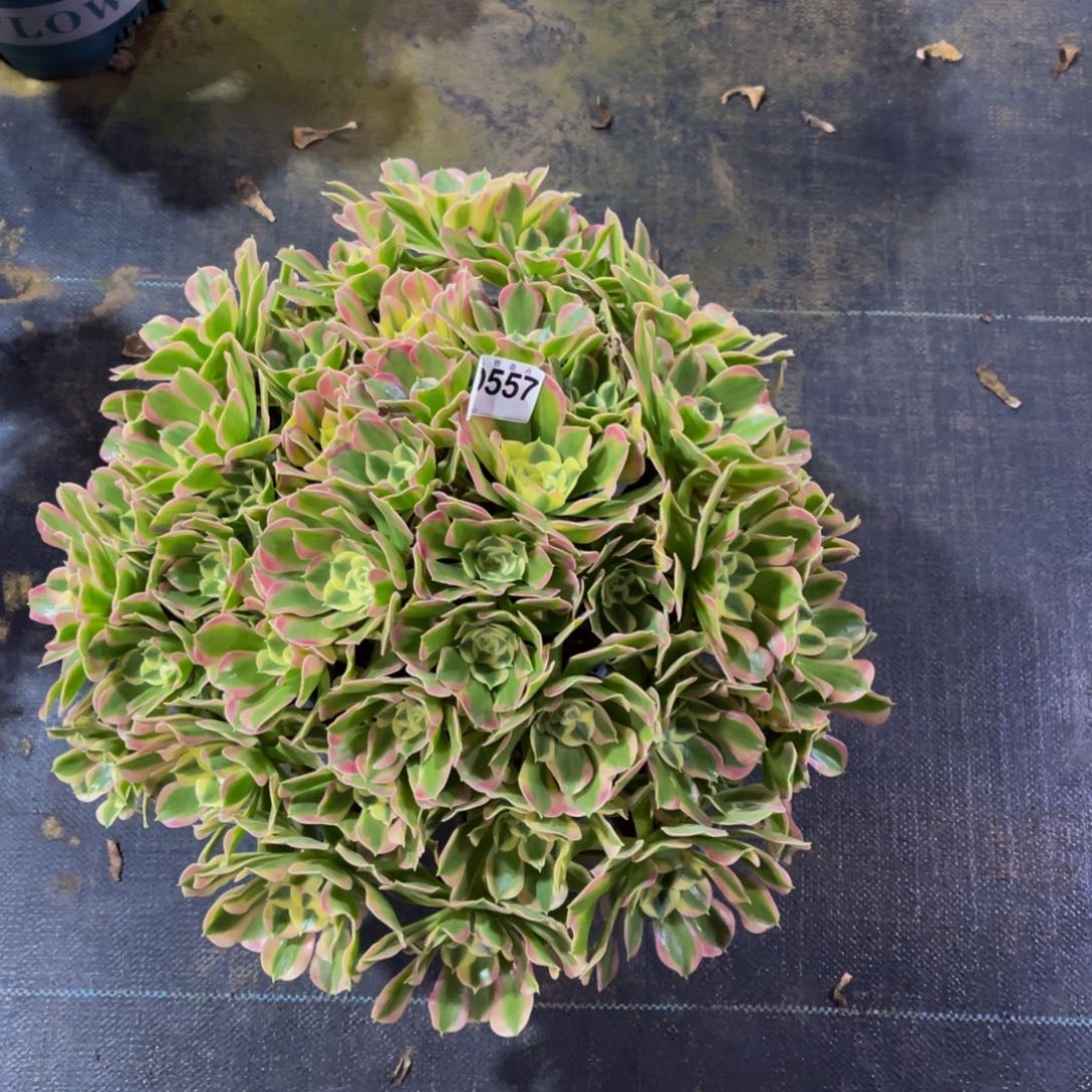 55700白凤福利可以拍