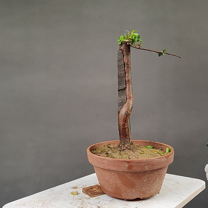 ****动无花朵王发忠附石盆景