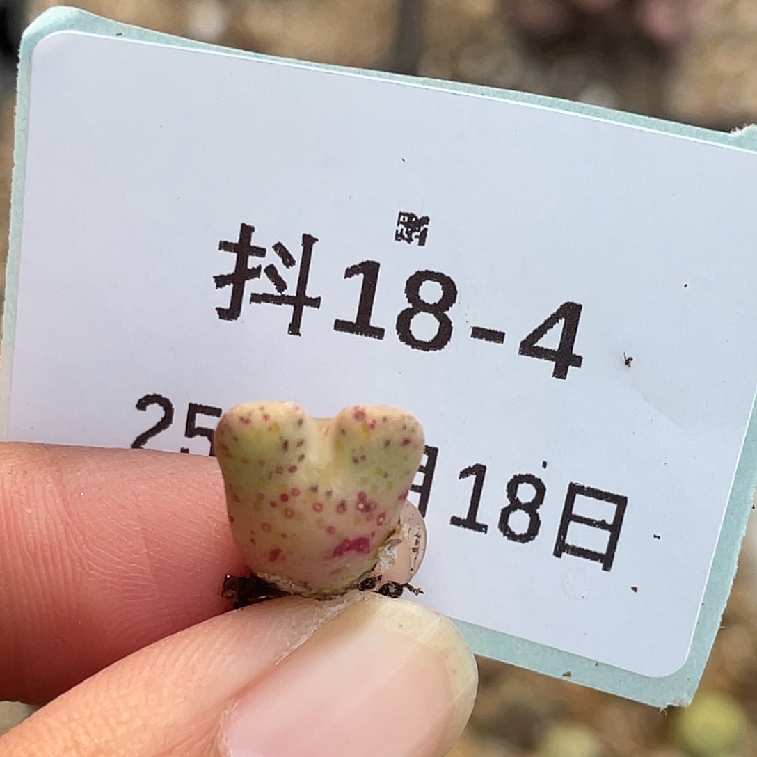 18-4麋鹿角多肉植物