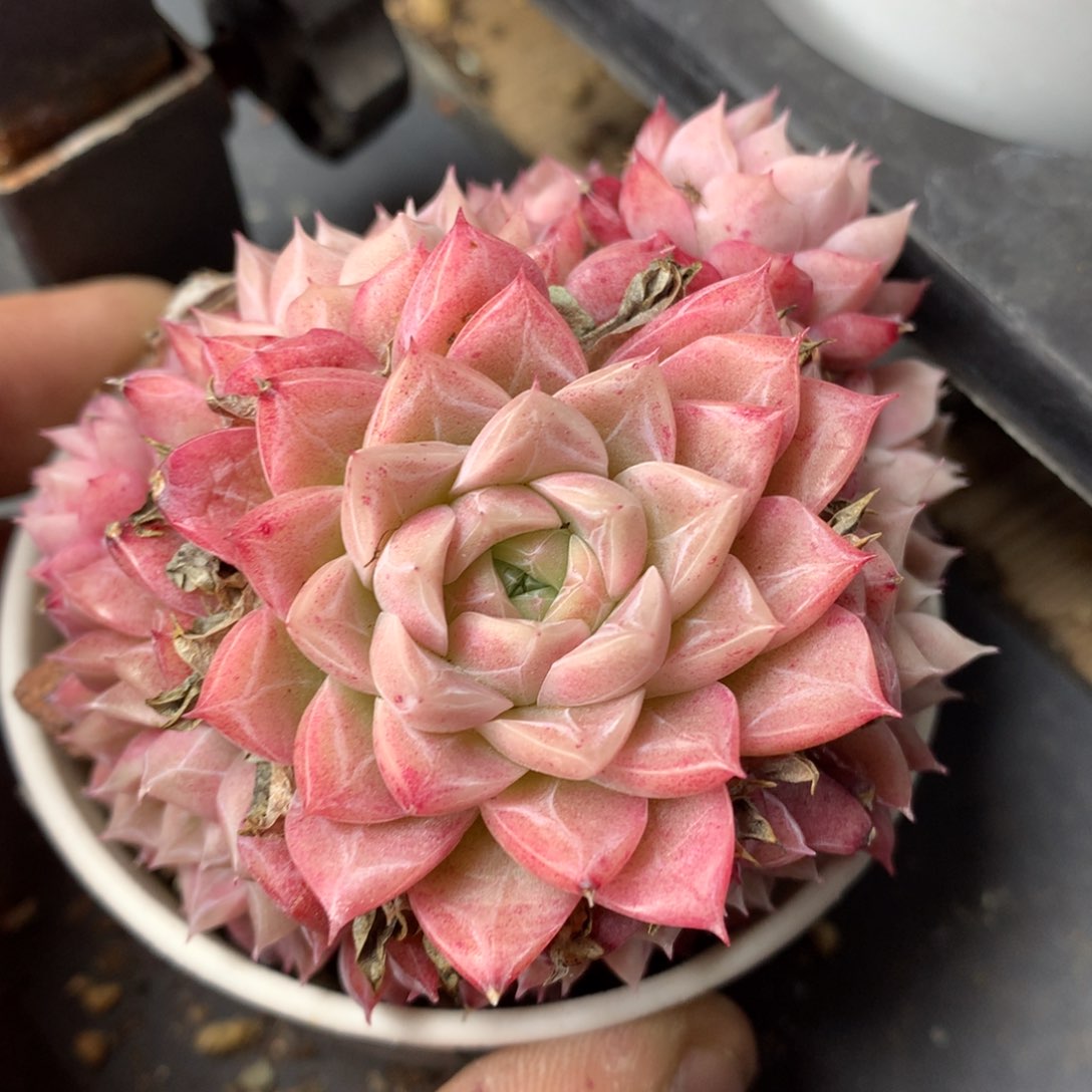 0308-127 麦杆优选