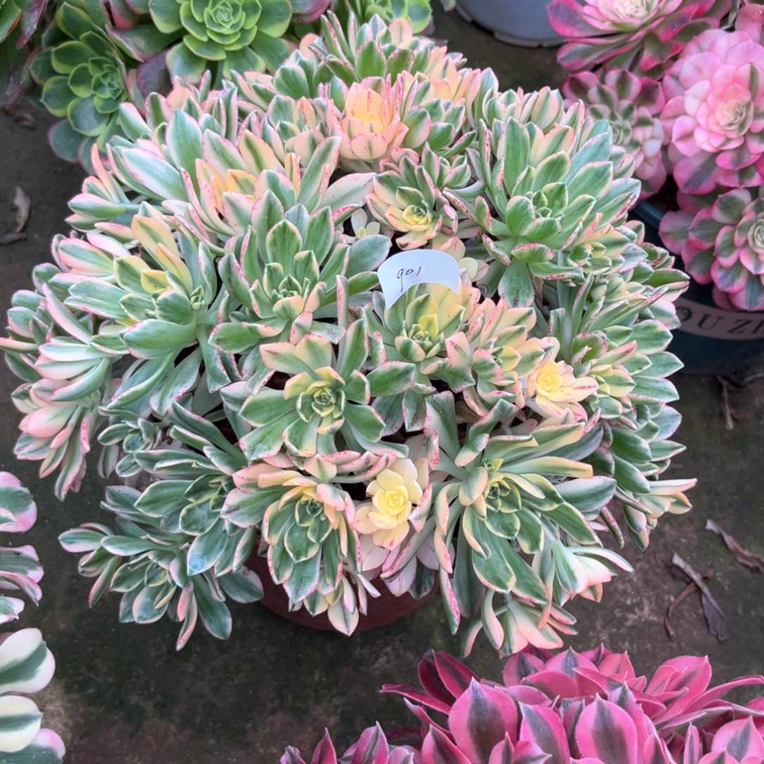 多肉植物甜茶901