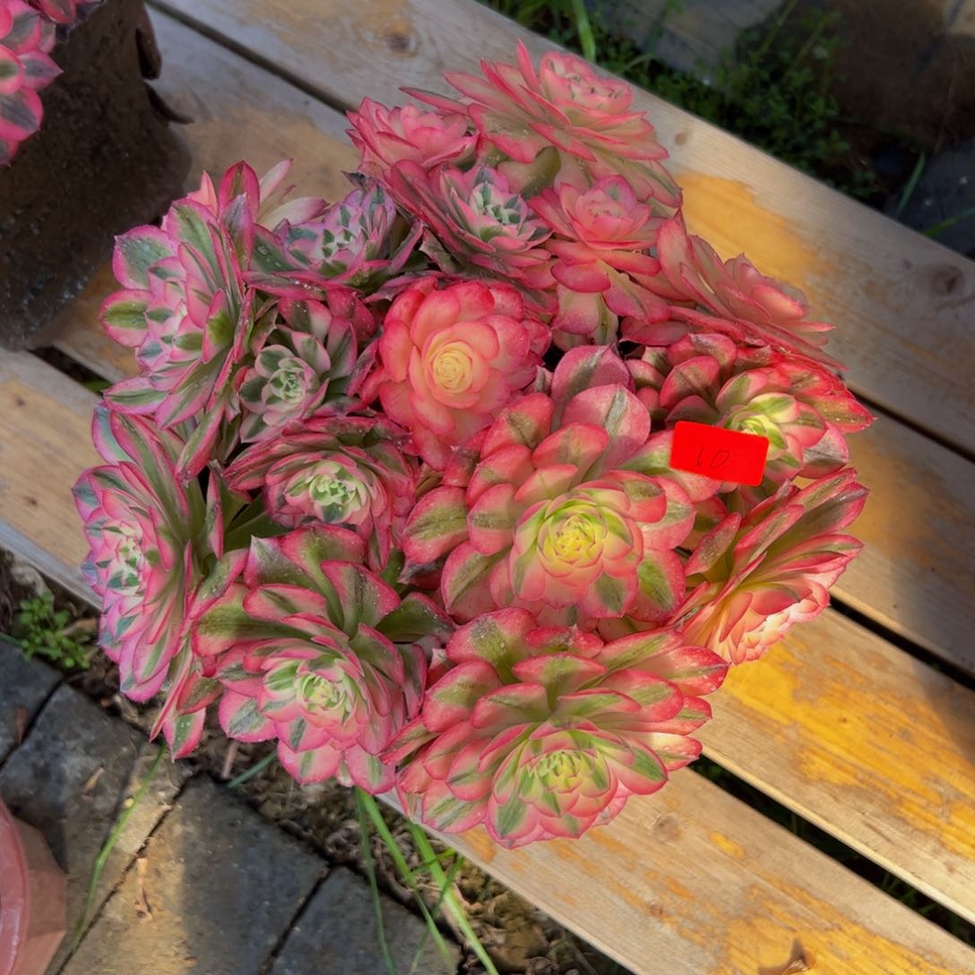 10炖肉植物发货荔枝