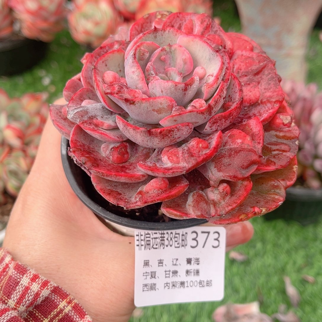 373雨滴锦德华多肉