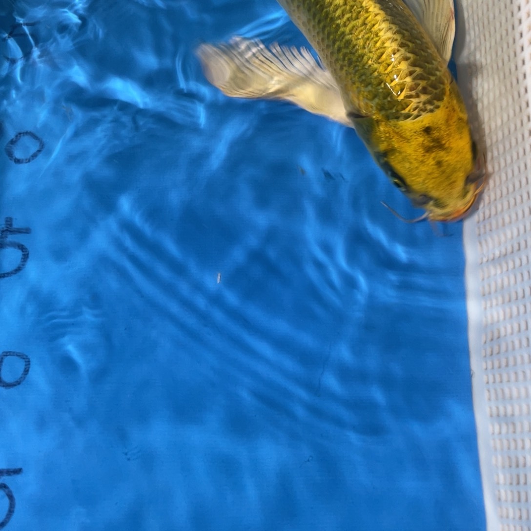 锦鲤锦鲤包邮包售后