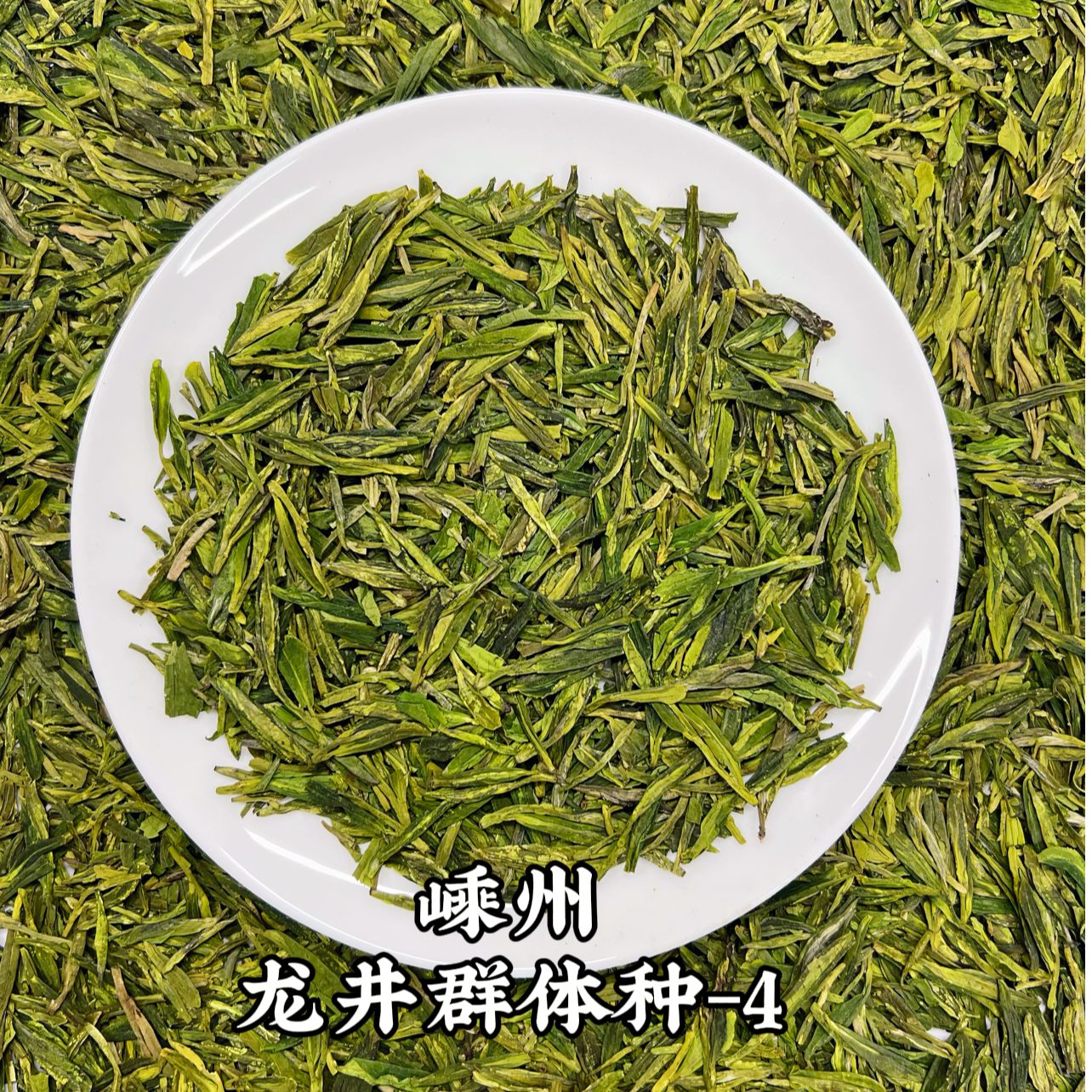 1-6-0*【龙井群体种】「豆香浓郁」老品种口粮土茶【嵊州自炒龙井】