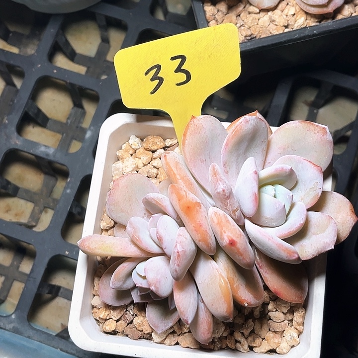 奶茶33号码牌子的话题