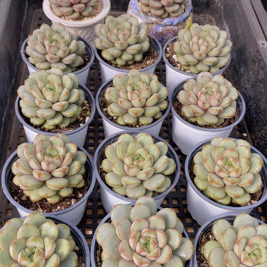 量拍120号 葡萄大单头一个