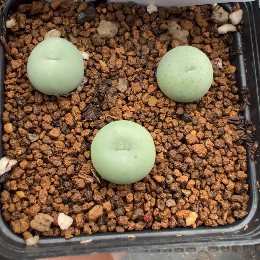 24-155鸭嘴兽多肉植物