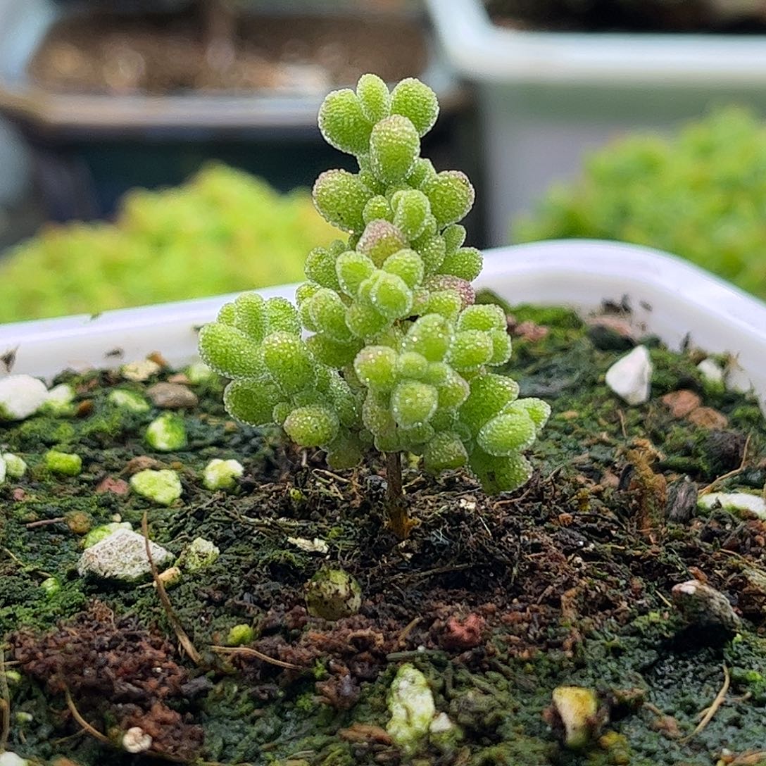 61莱斯虎斑锦优选枝干