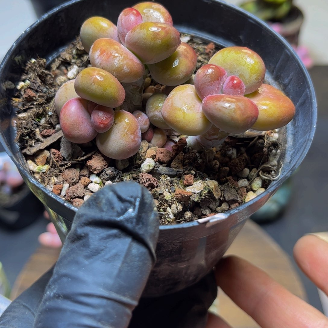 190金色KK奶酪7.5厘米多肉