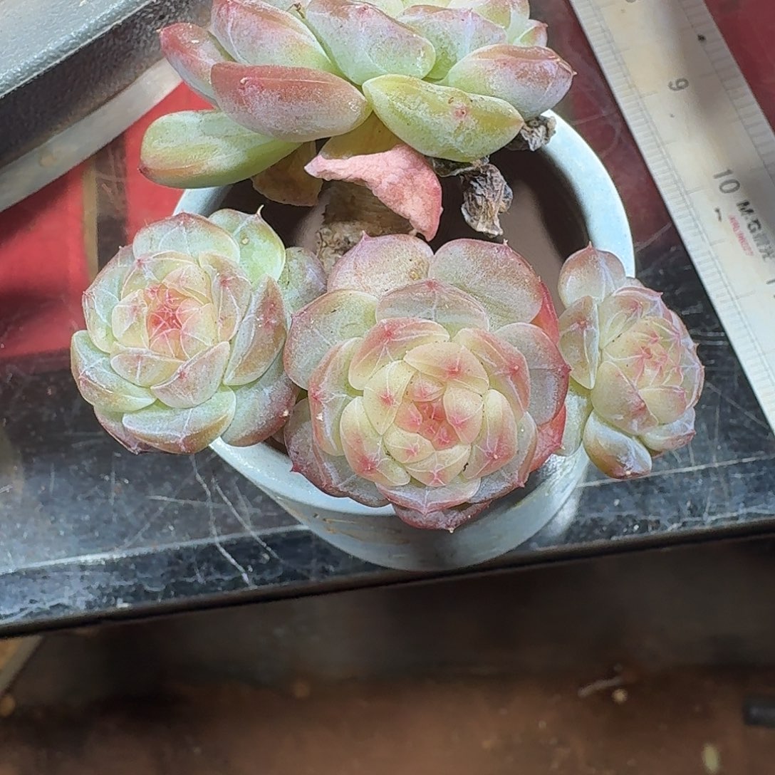 小老桩多肉植物福利炸