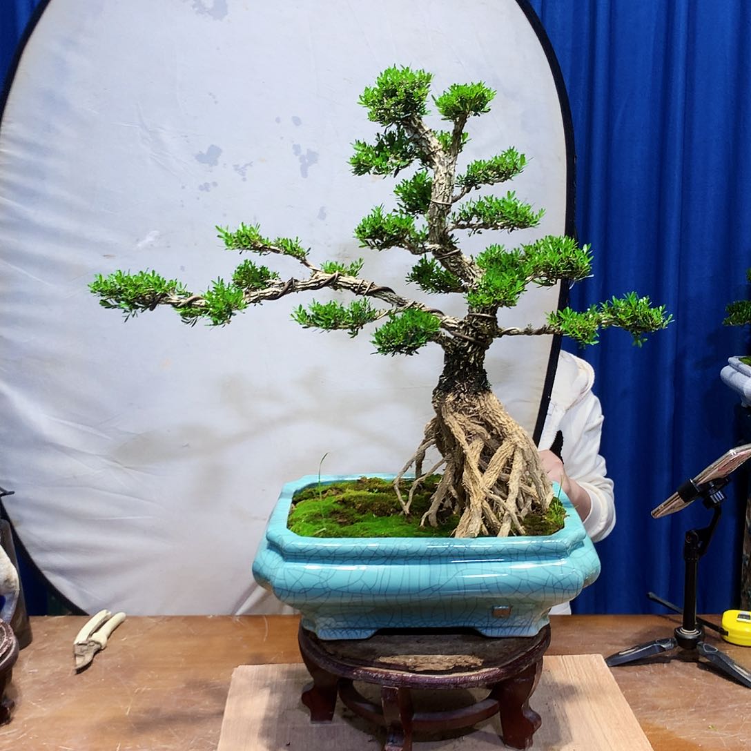 黄杨盆景一物一拍