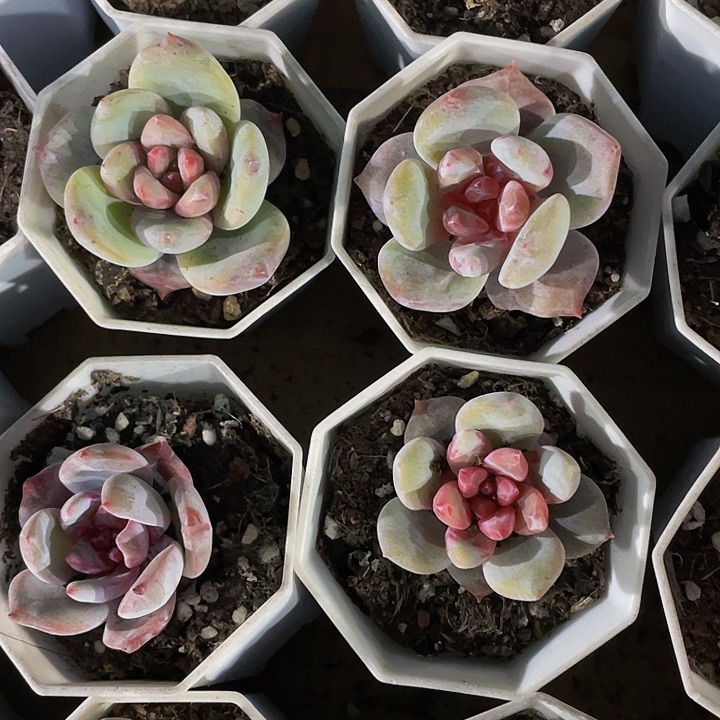 八角盆糖心雪天使