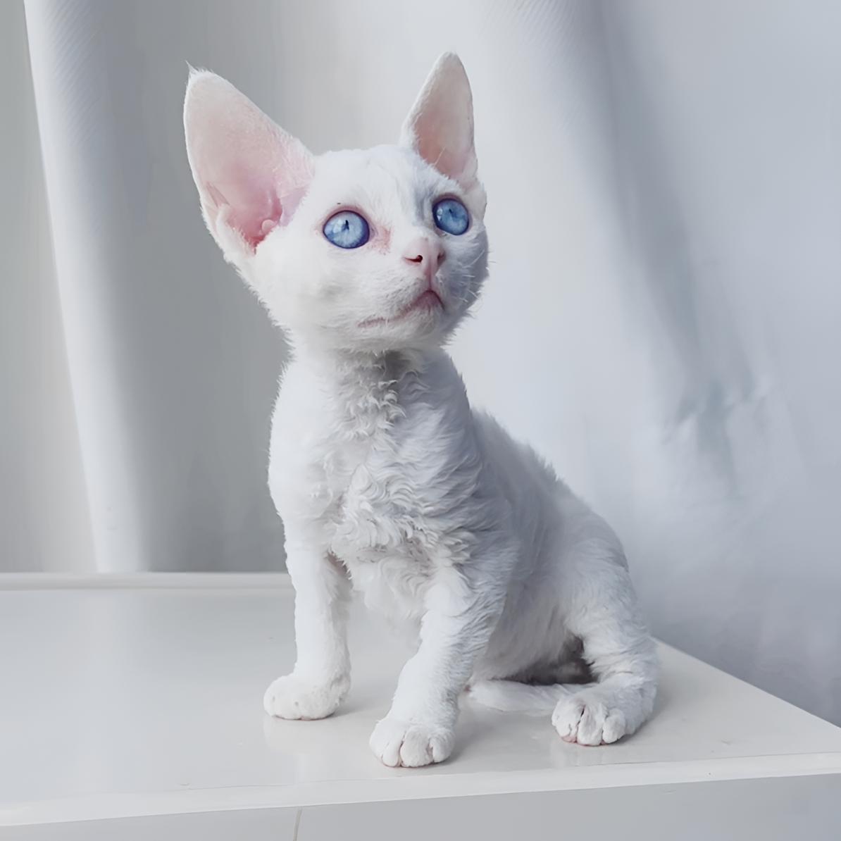 德文纯白妹妹蓝色眼睛