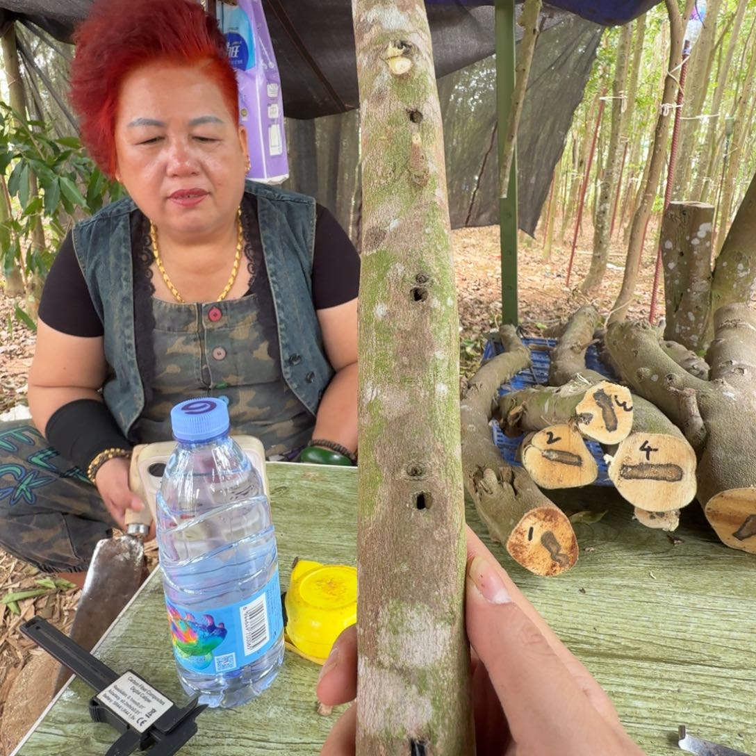 线香奇楠沉香原木