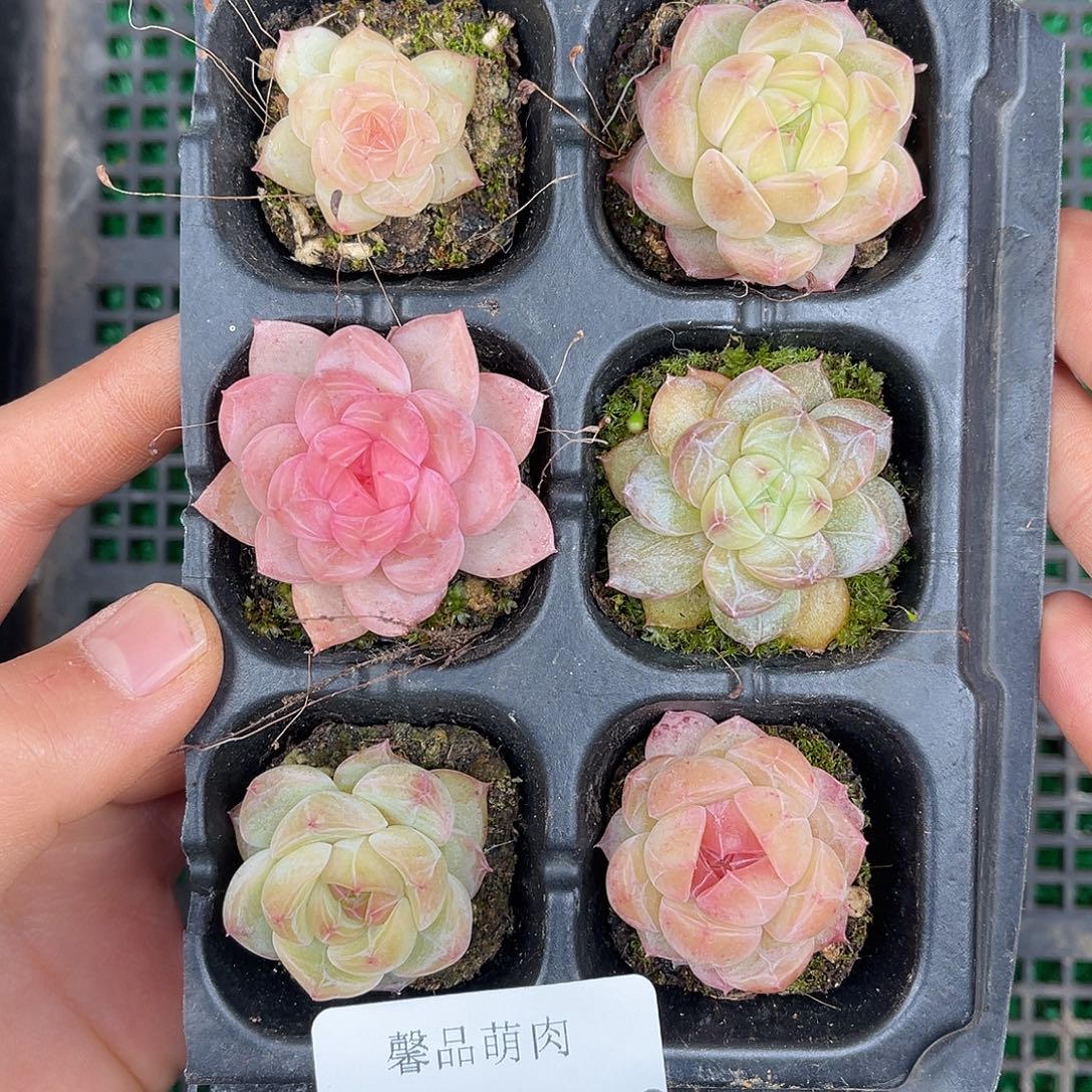 多肉一物一拍27-239