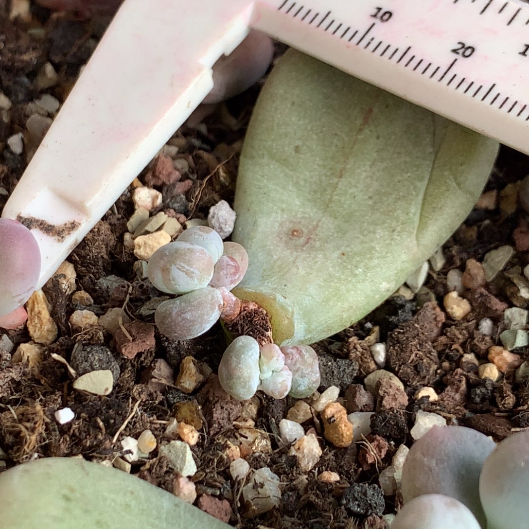 油煎石化锦，不满28发一片叶到付，