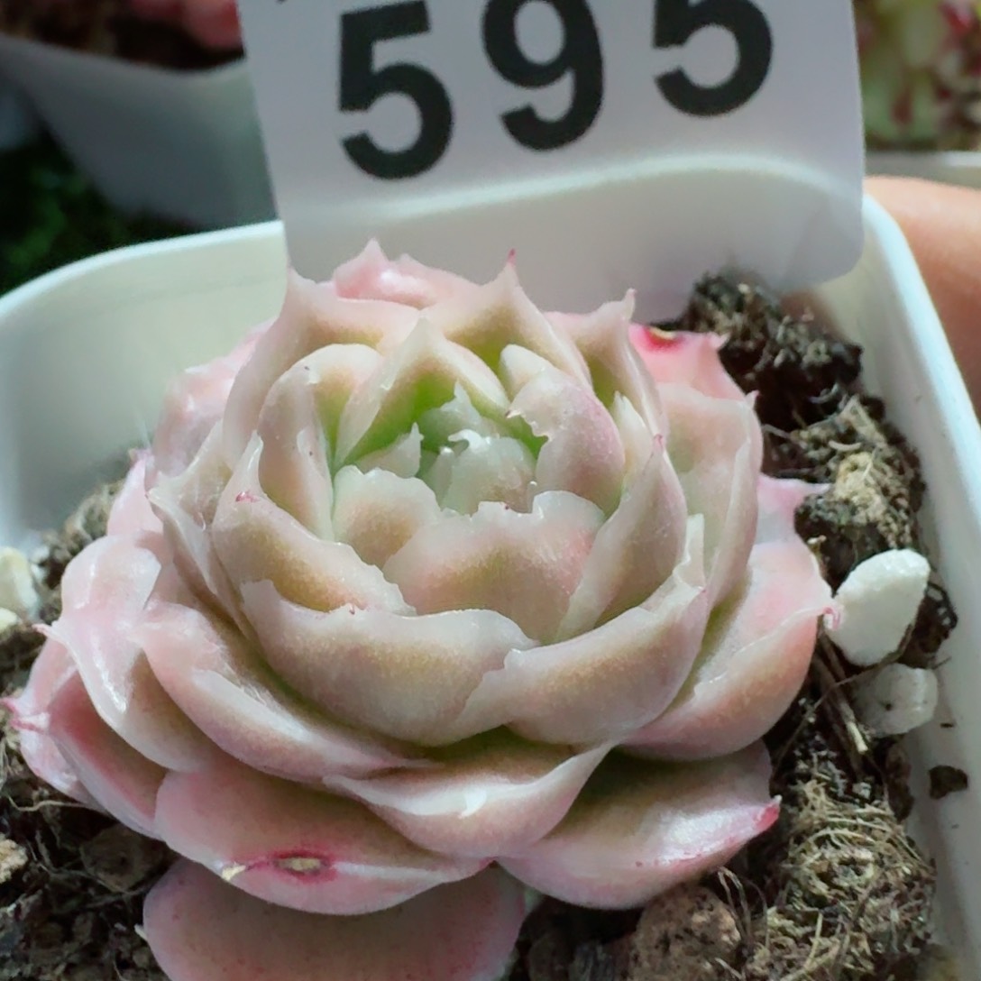 水晶虾饺         精品多肉