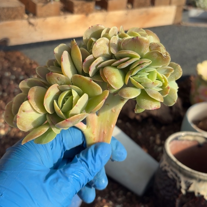 多肉植物碧桃缀化小树