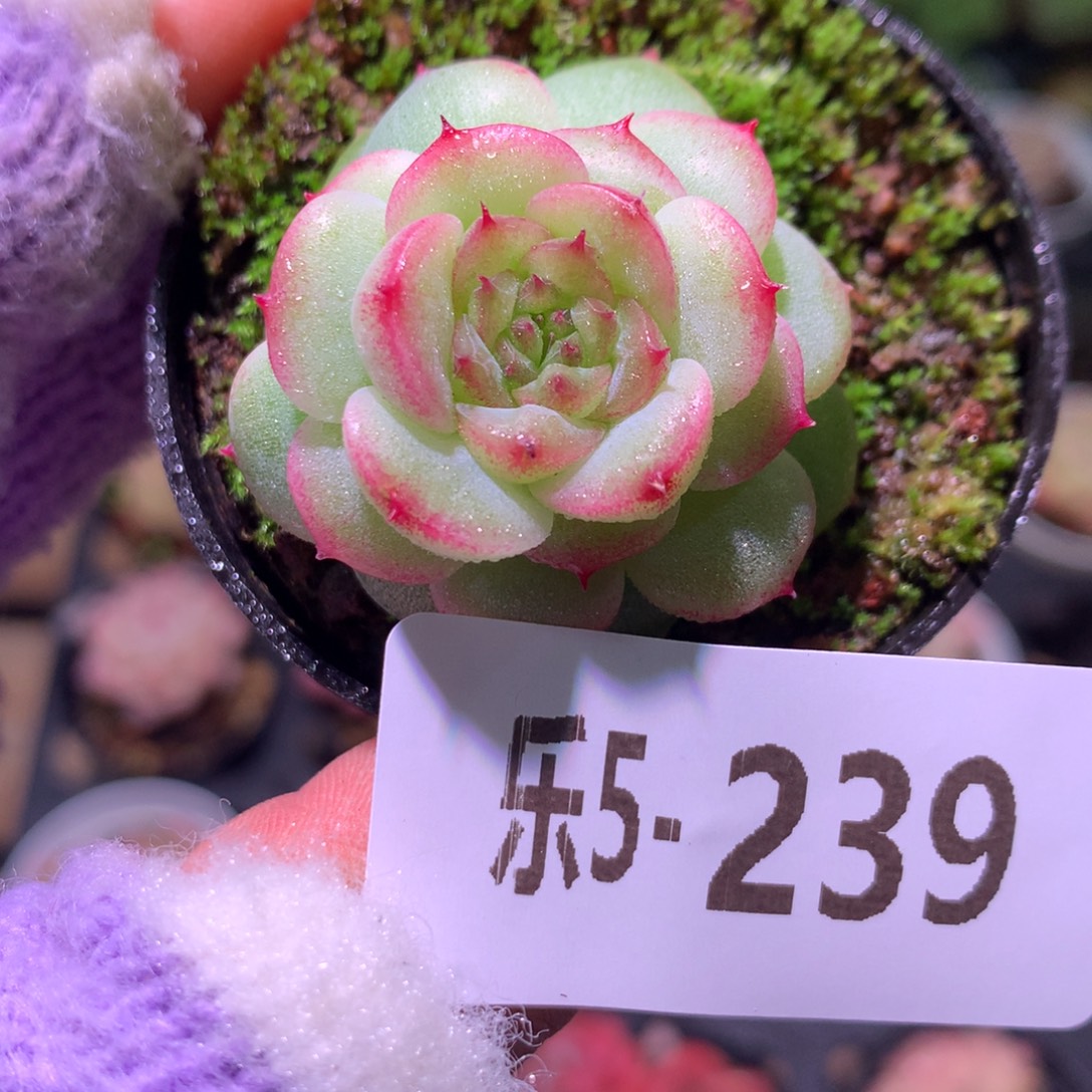 乐然 5-239 新品珍妮