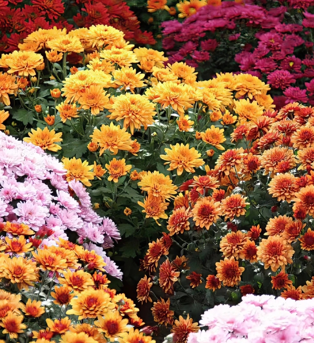 【10颗秋菊小苗】菊花苗球菊多头耐寒耐热多年生盆栽地栽