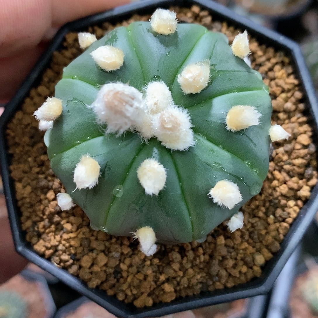 孤品实生优选泰系高绒大尤兜4.4cm