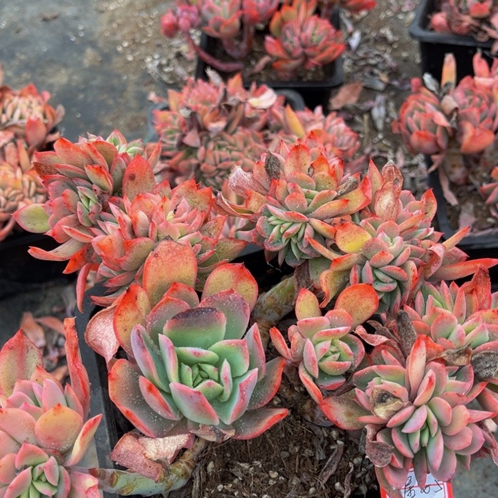 小*胡奇罗一颗140盆