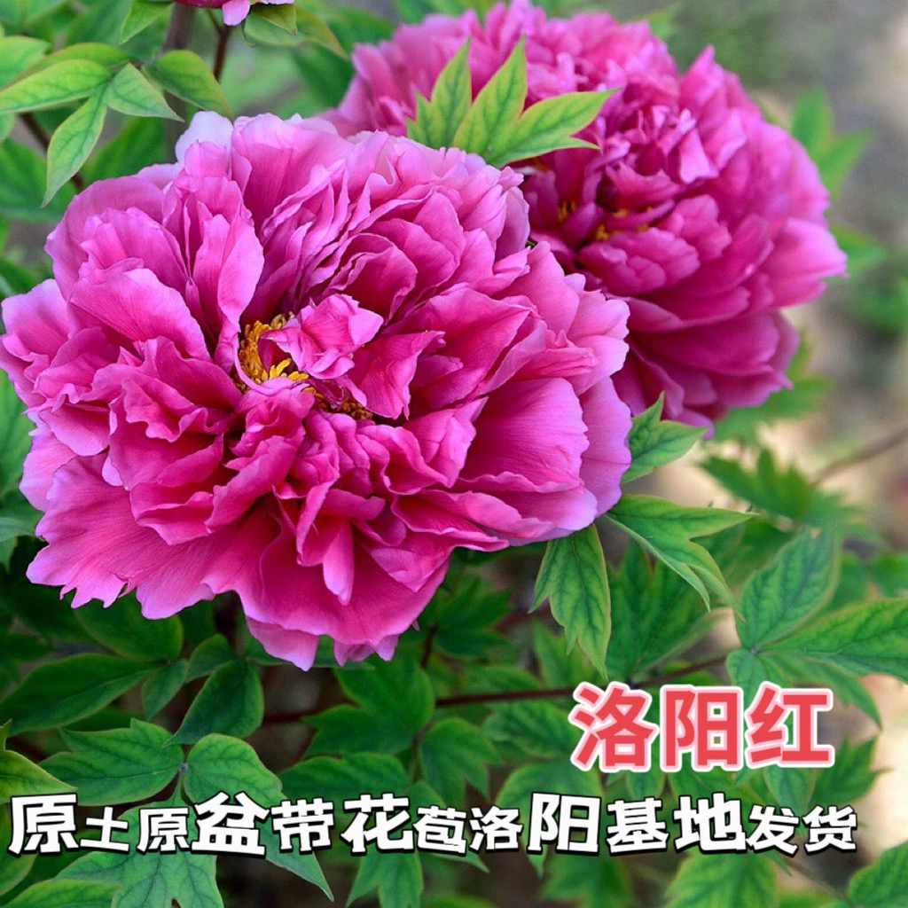 洛阳牡丹【洛阳红】紫红色系牡丹基地直发