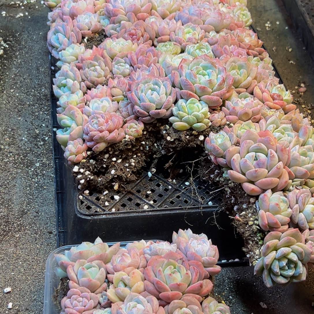 221多肉量拍多肉都有