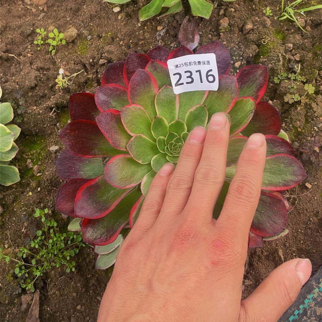 2316粉花妖多肉植物