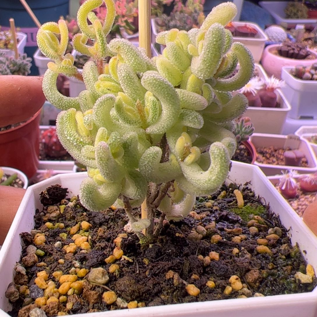 多肉植物枝干超白