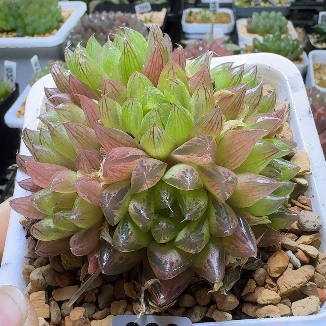 039实生玉露群生7头