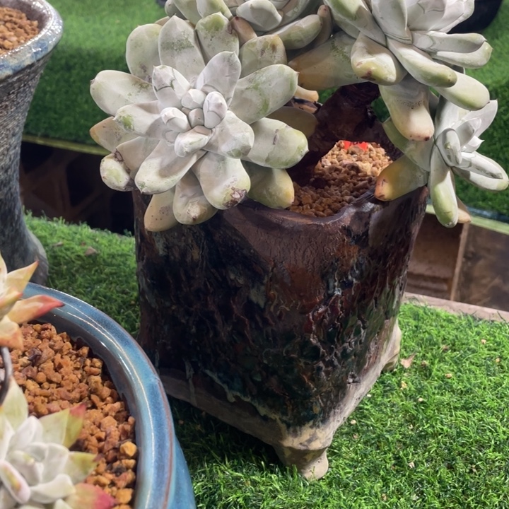 ****空拇指粗桩朵朵缀粗桩