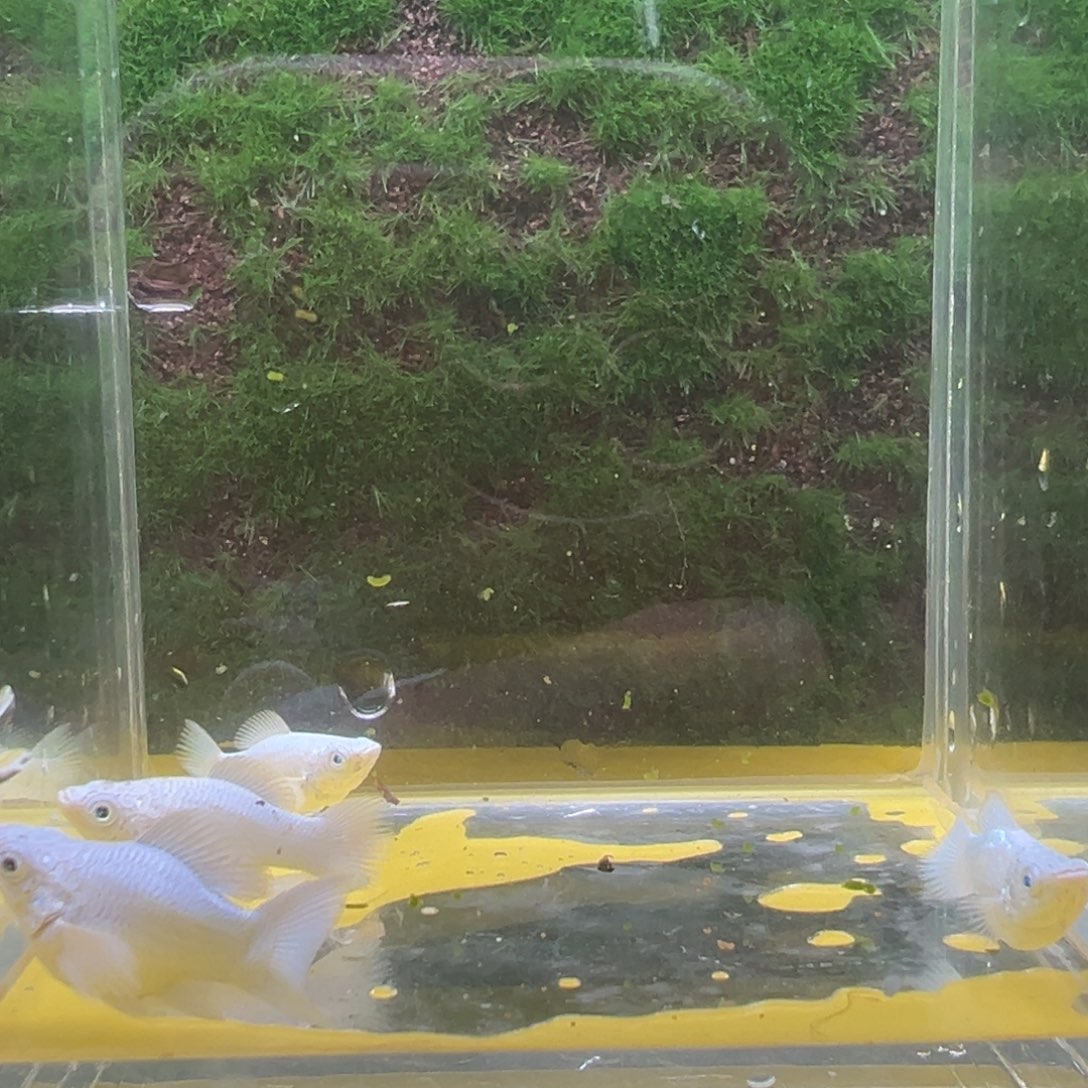 黑玛丽鱼鱼苗4条。