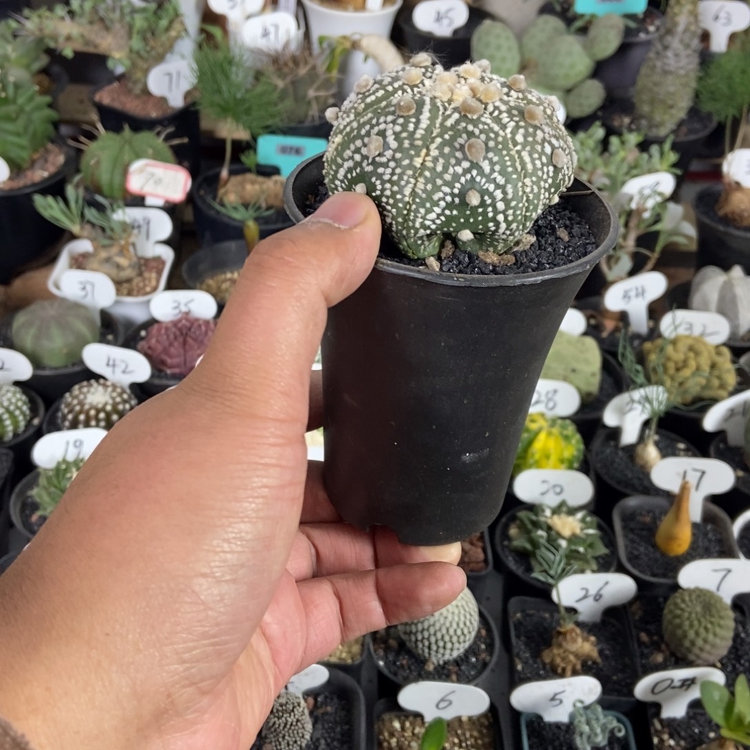 海星兜一个一物一拍