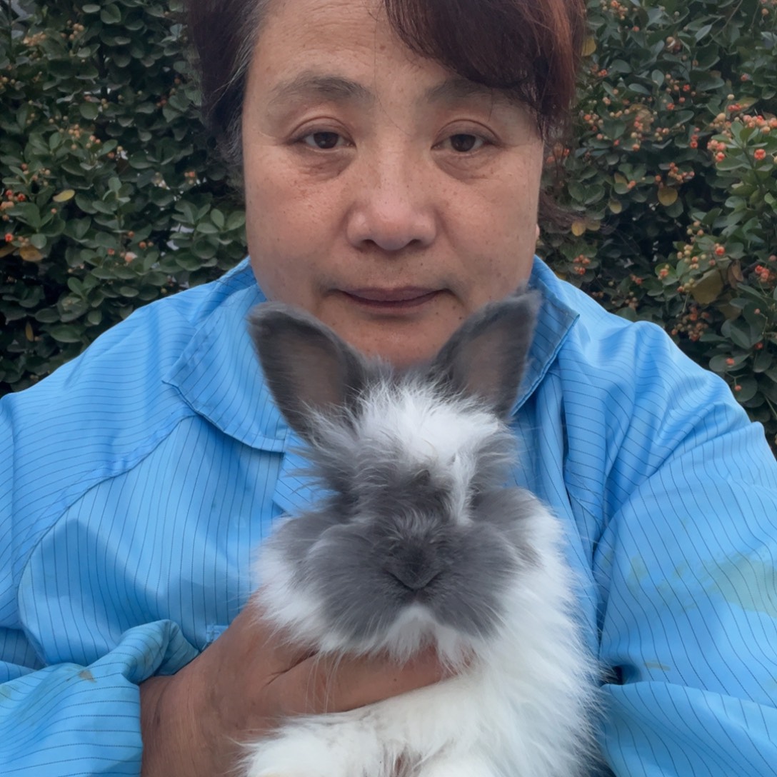 英系安哥拉宠物兔子