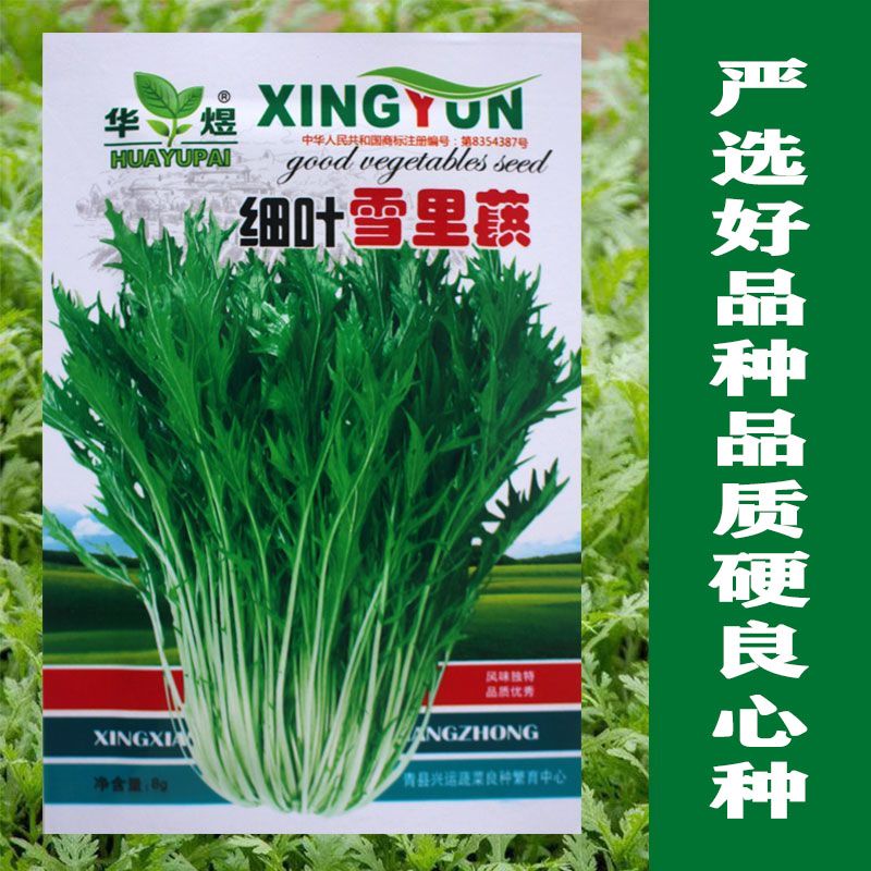 细叶雪里蕻种子细叶雪里红菜籽秋季雪菜芥菜蔬菜种子阳台盆栽菜籽